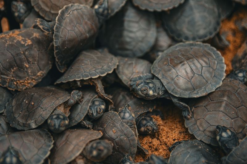 10 Soltura das tartarugas