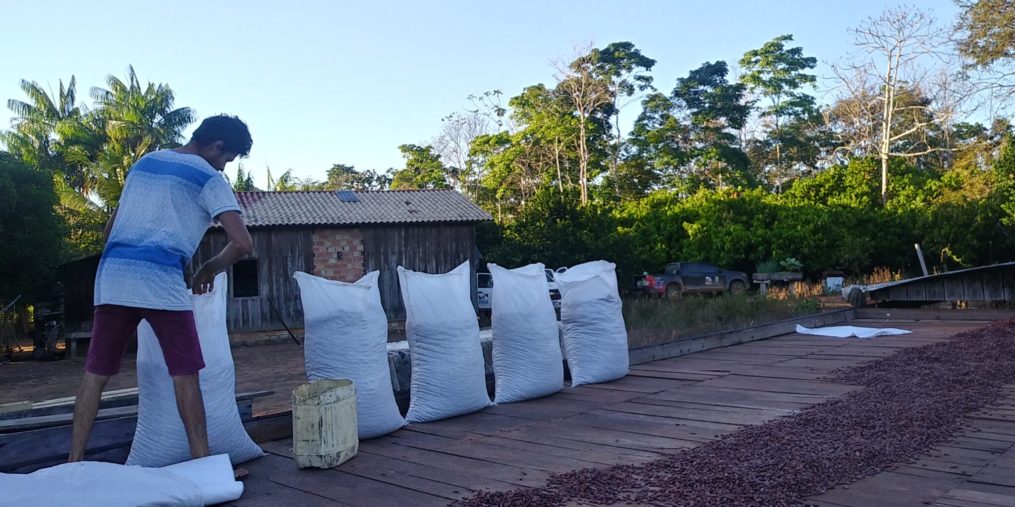 11 Amêndoas de Cacau para venda