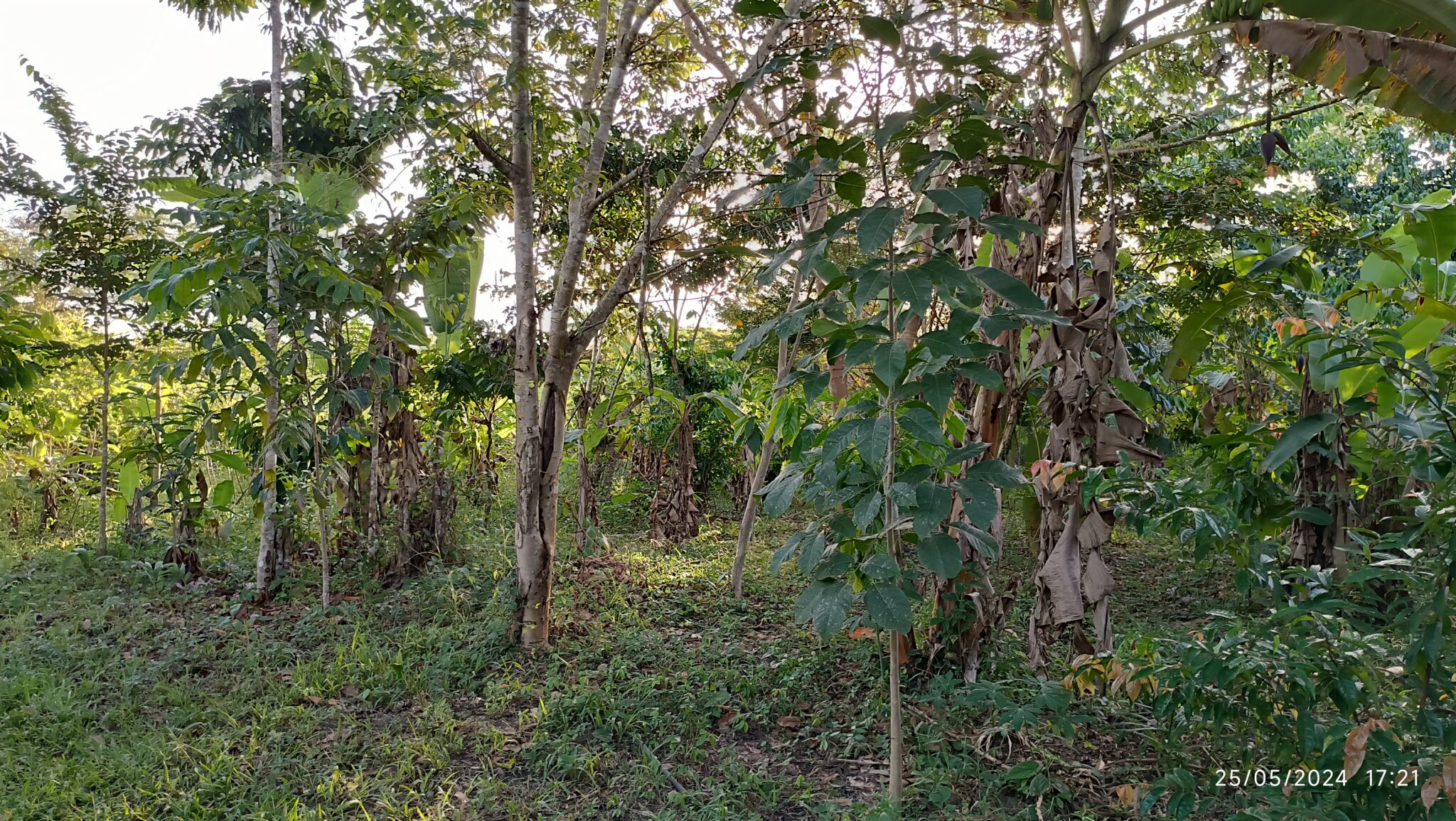 12 Sistema Agroflorestal Vila Xadá