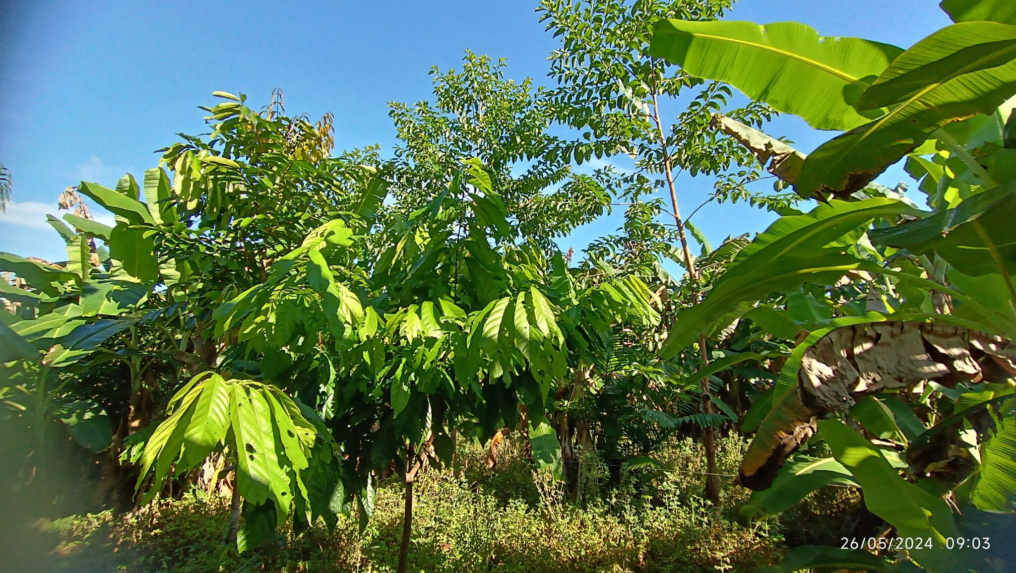 13 Sistema Agroflorestal