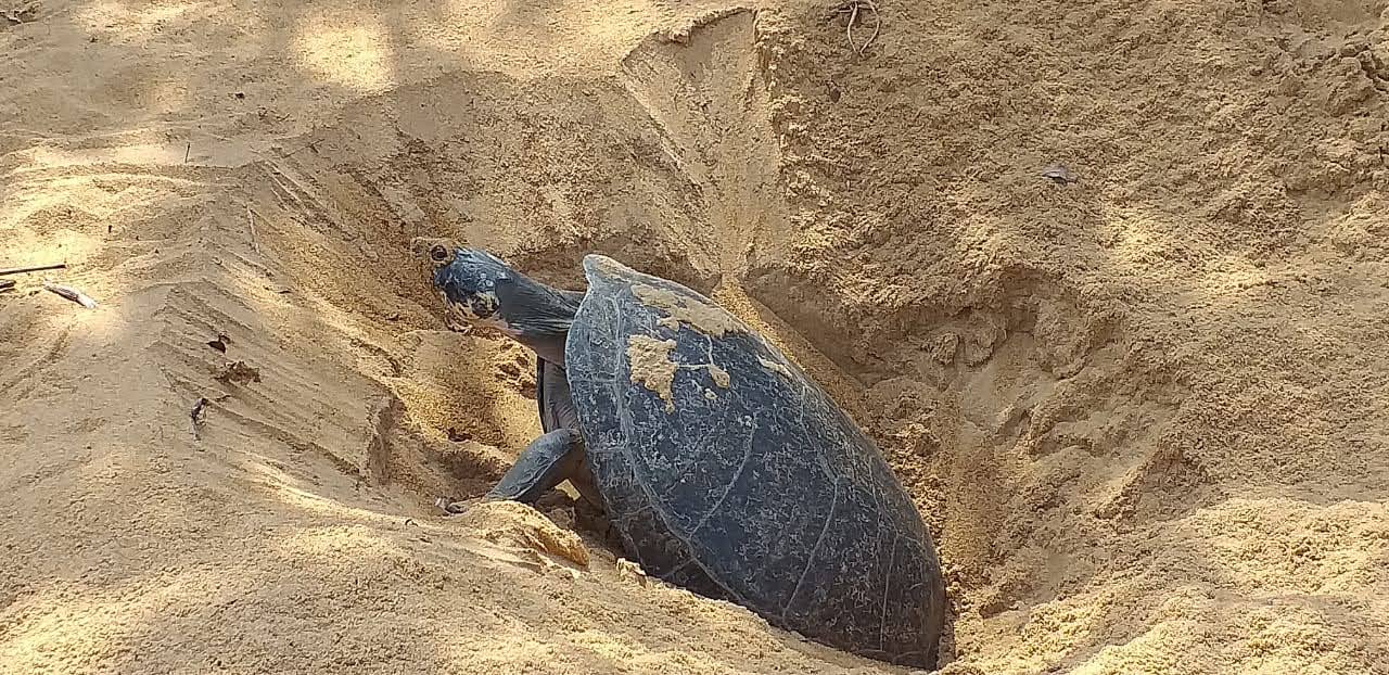2 Desova das tartarugas