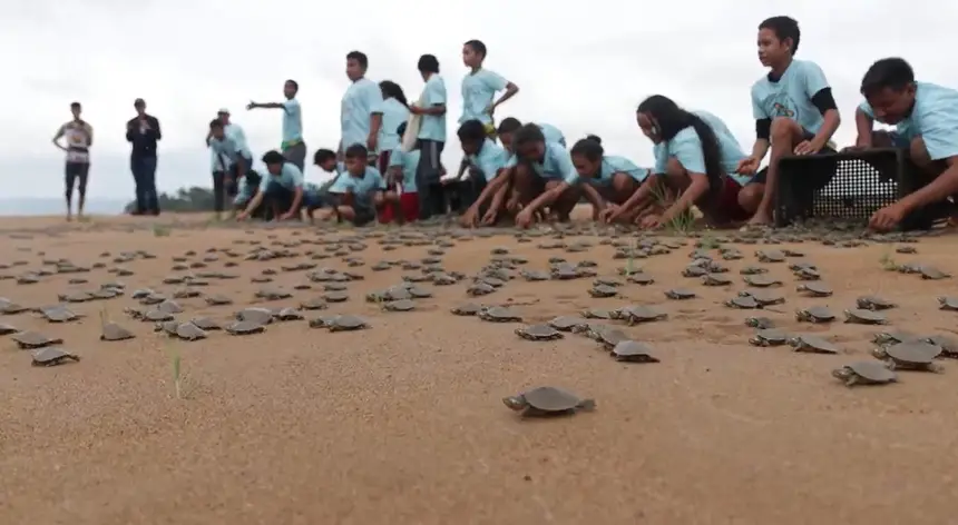 7 Educação ambiental Soltura dos quelônios