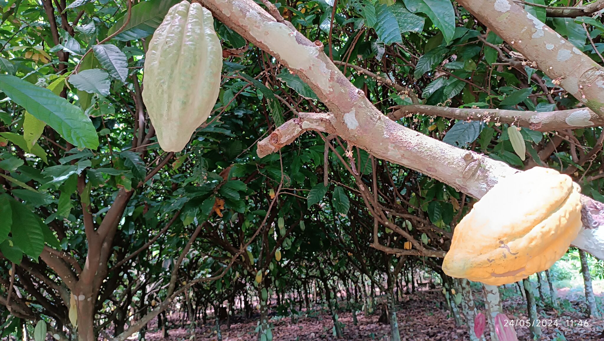 9 Fruto de Cacau